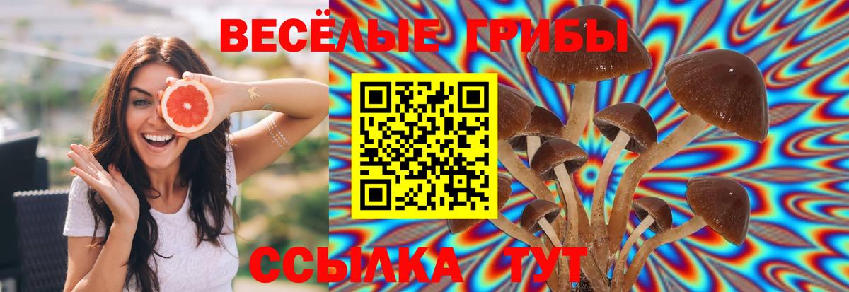 Невинномысск  наркота  Вход с VPN  Псилоцибиновые грибы мицелий 